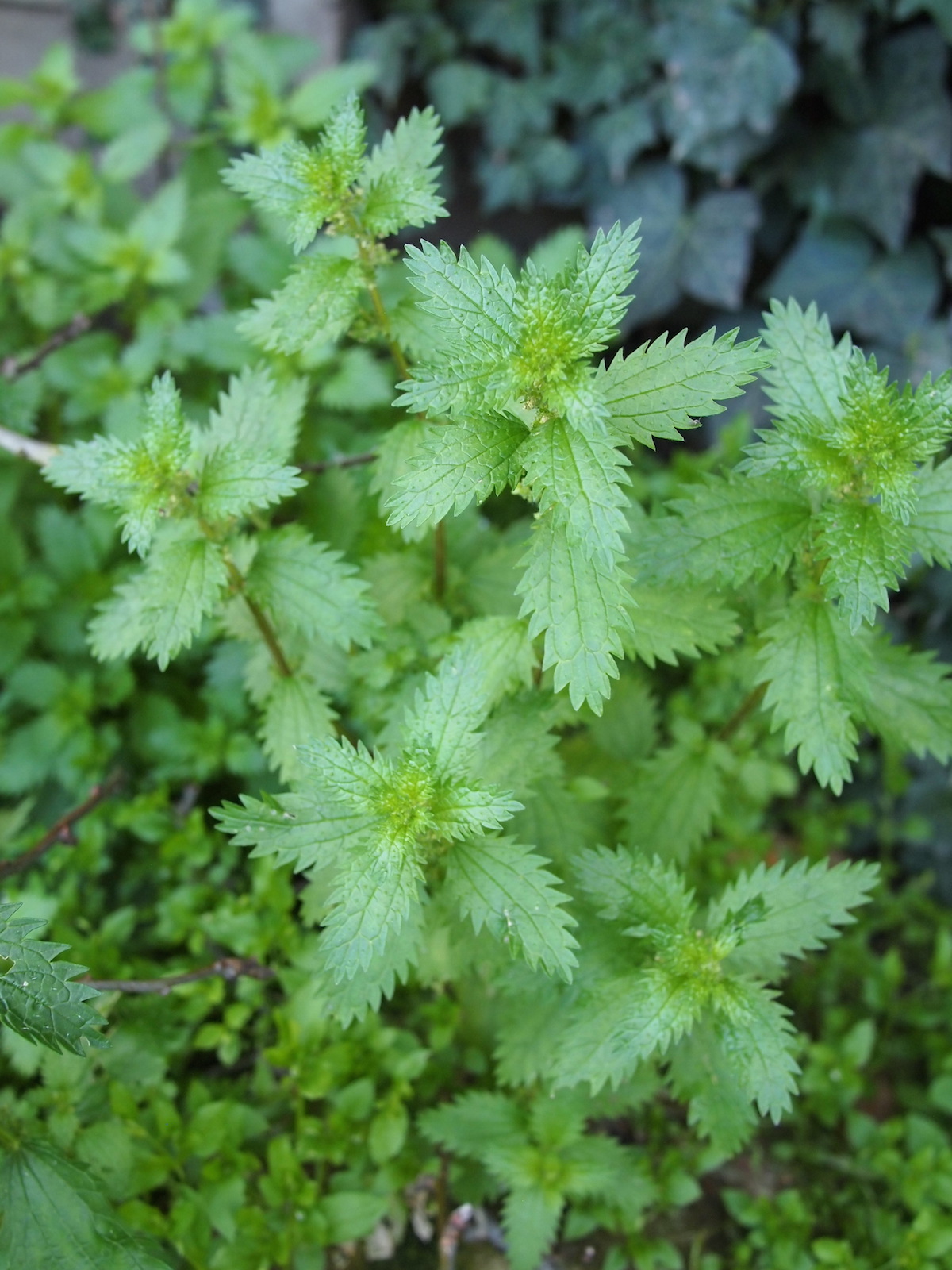 Fifth Stinging Nettle Photo