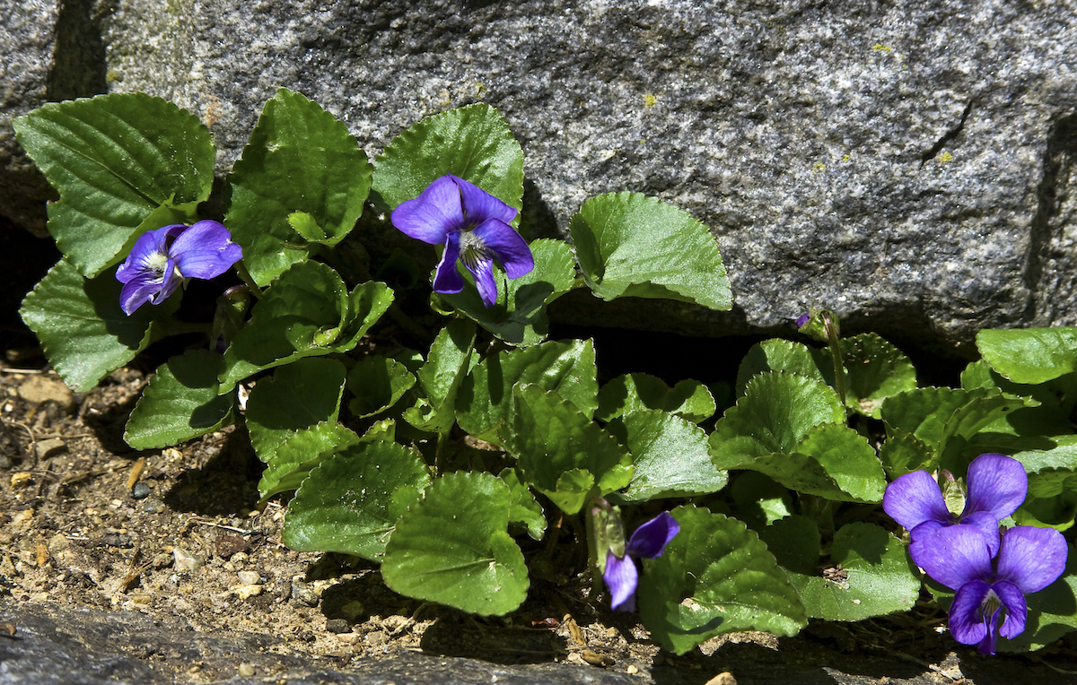 Photo of violets with bokeh