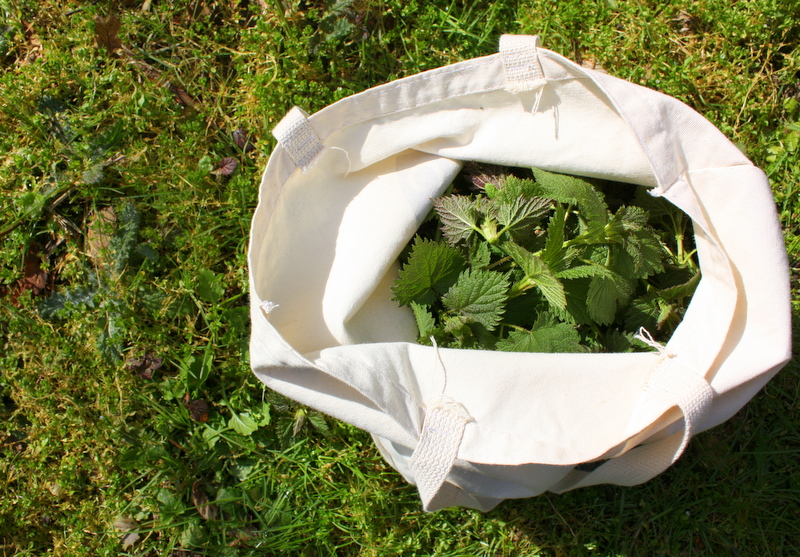 Fourth Stinging Nettle Photo