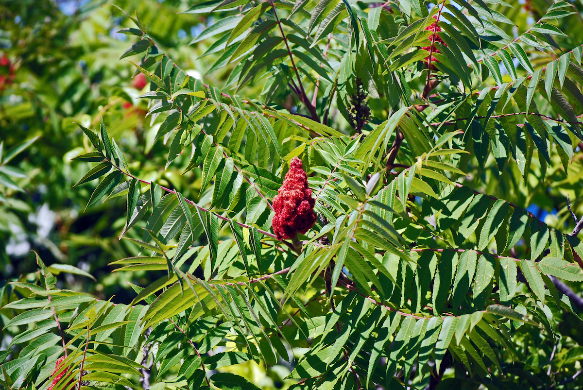 Sumac photo