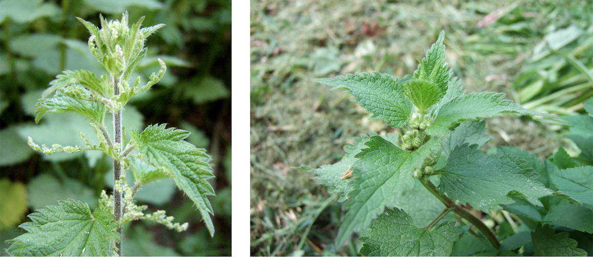 Second Stinging Nettle Photo